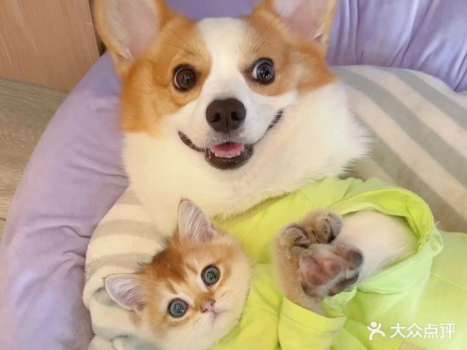 当狗爱上猫-宠你宠物店·购猫·购犬·猫狗洗护中心(惠阳店)