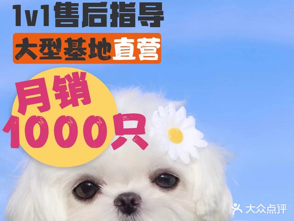 苏锡名宠基地大型犬舍猫舍·宠物猫狗活体