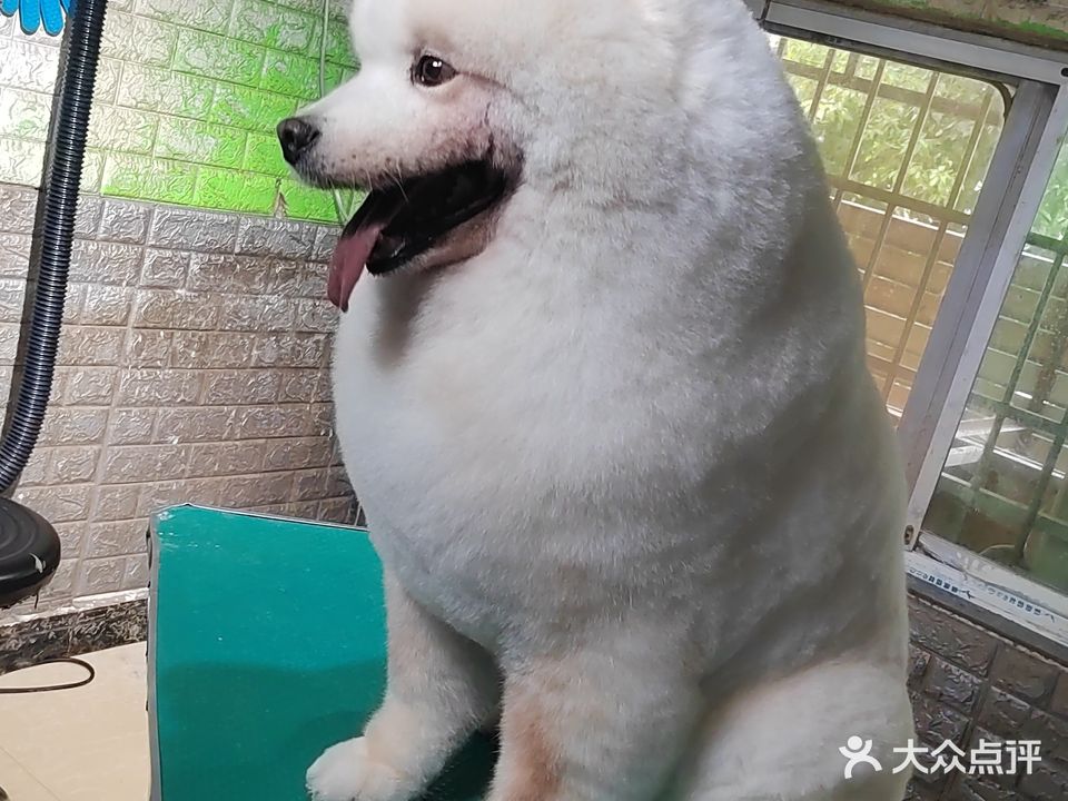 菲琳宠物