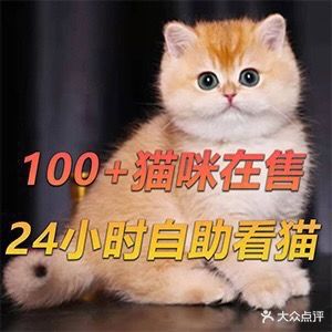 慈溪宠物市场·慈溪猫舍