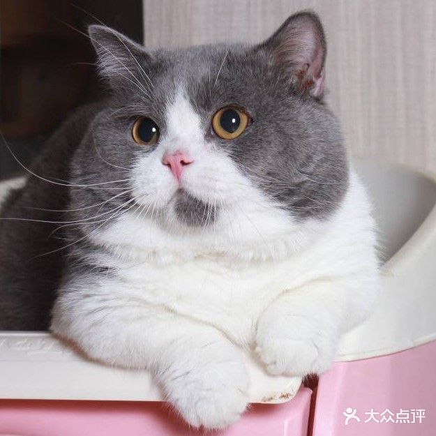 萌爪·猫咪洗护专门店