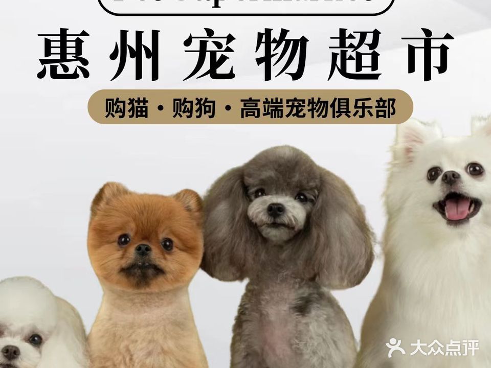 惠州宠物表市