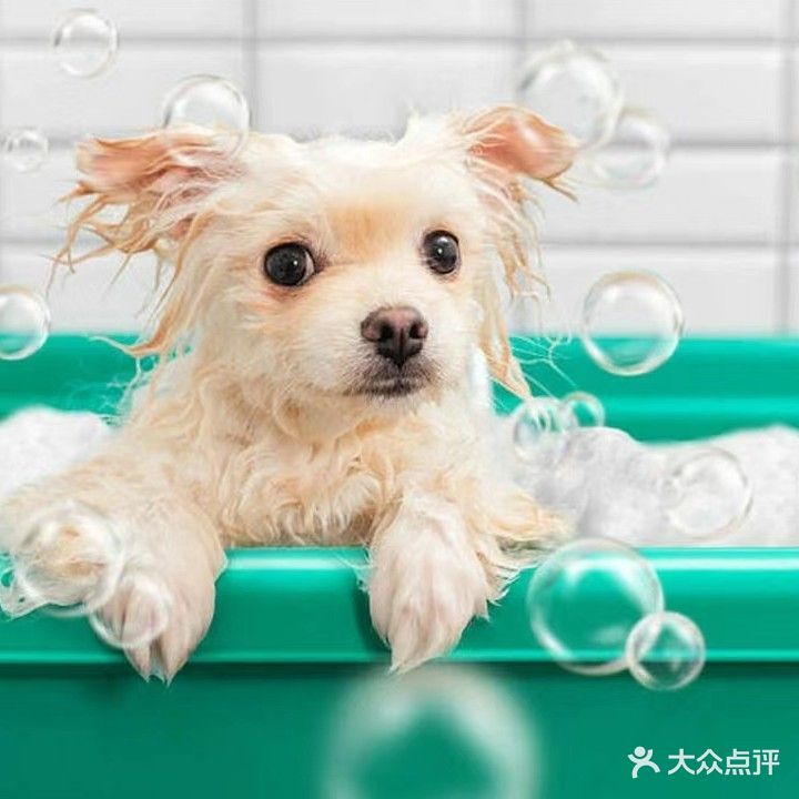 呆萌宠物