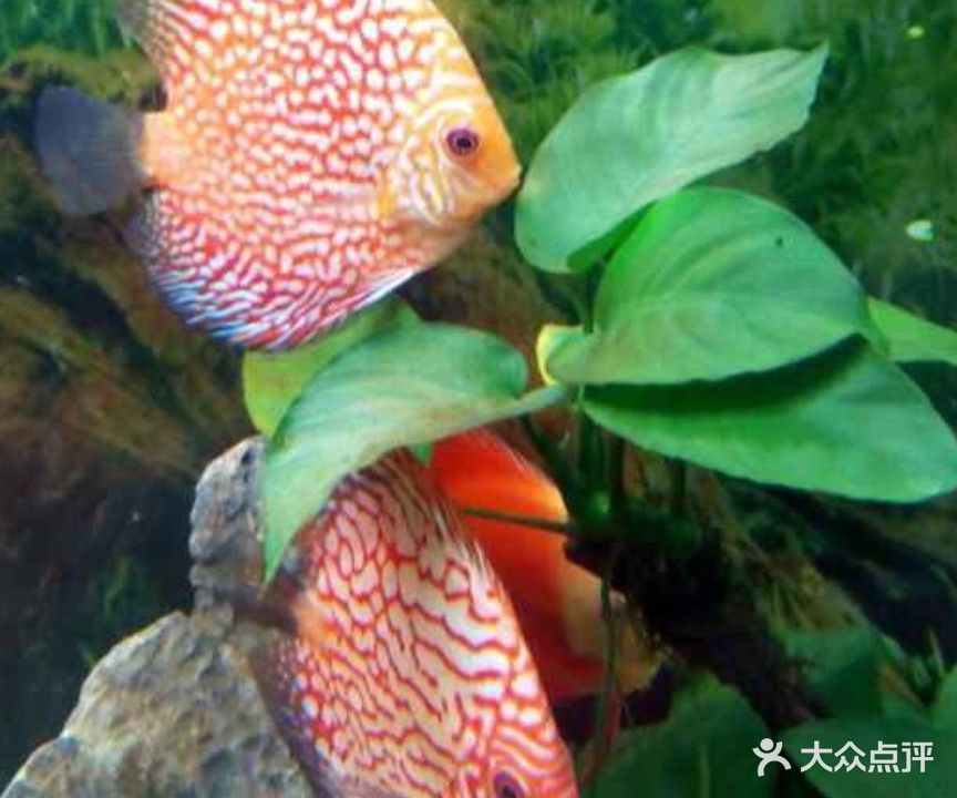 旺佳水族