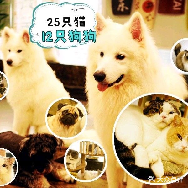 spring wild萨摩耶天使主题狗咖·猫咖