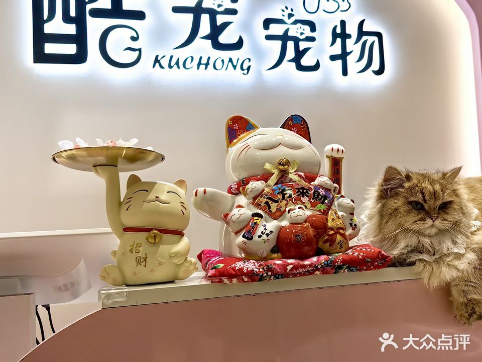 酷宠精选·猫咪专卖店Cool pet·猫咖(宠物售卖)