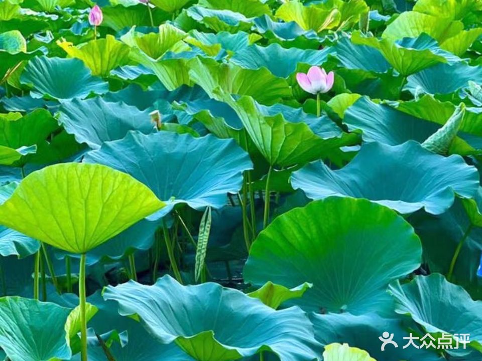 绿柳庄园