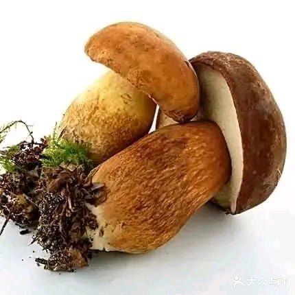 菌源·竹荪野生菌蒸汽火锅(水映林源一期店)