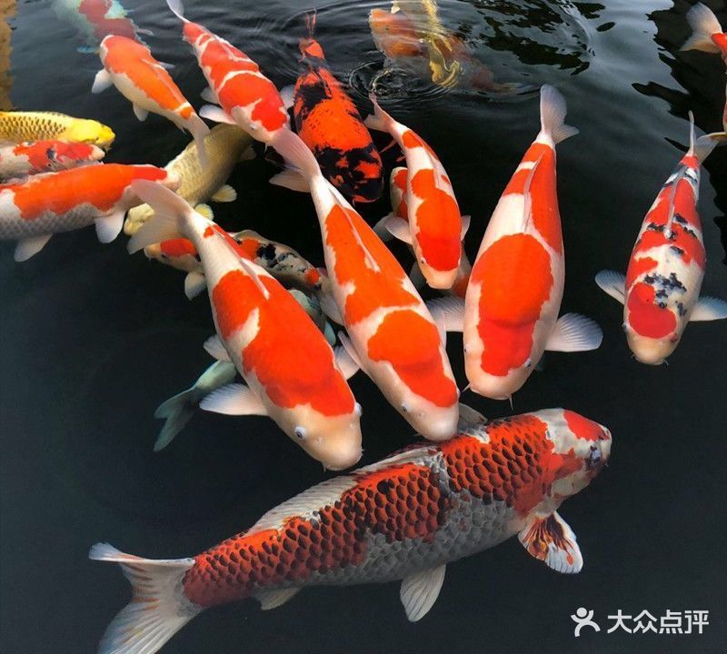 文曦水族