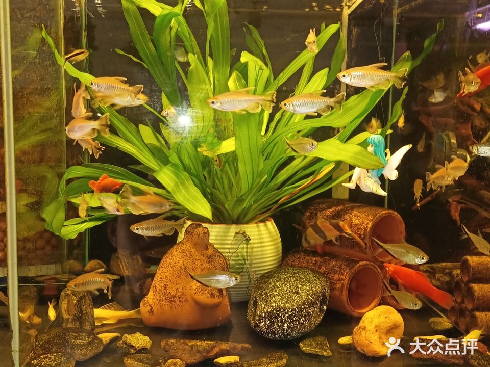 花店水族馆(萝岗奥园广场店)