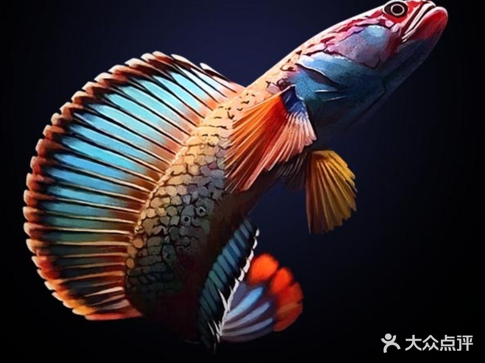 沐鱼观赏鱼鸟水族馆