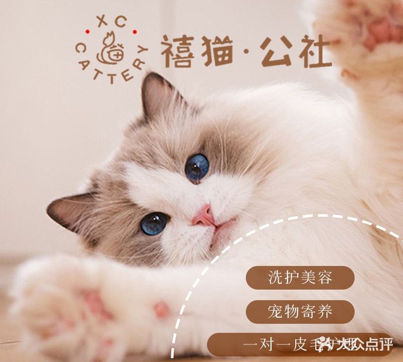 禧猫·公社猫咪专门店(松山湖店)