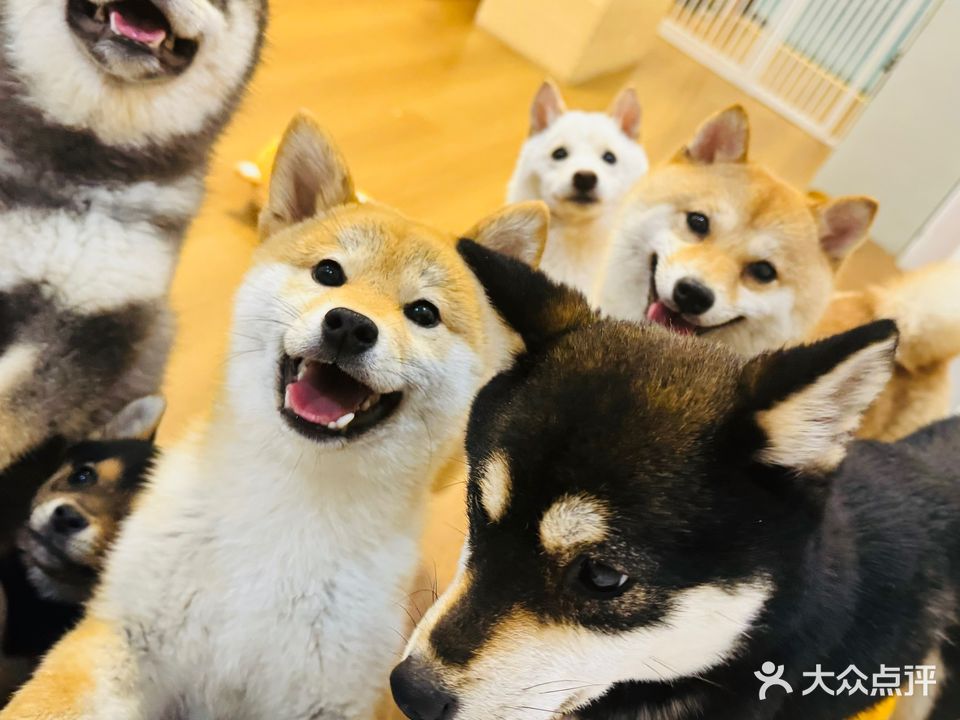皂柴社·撸狗店