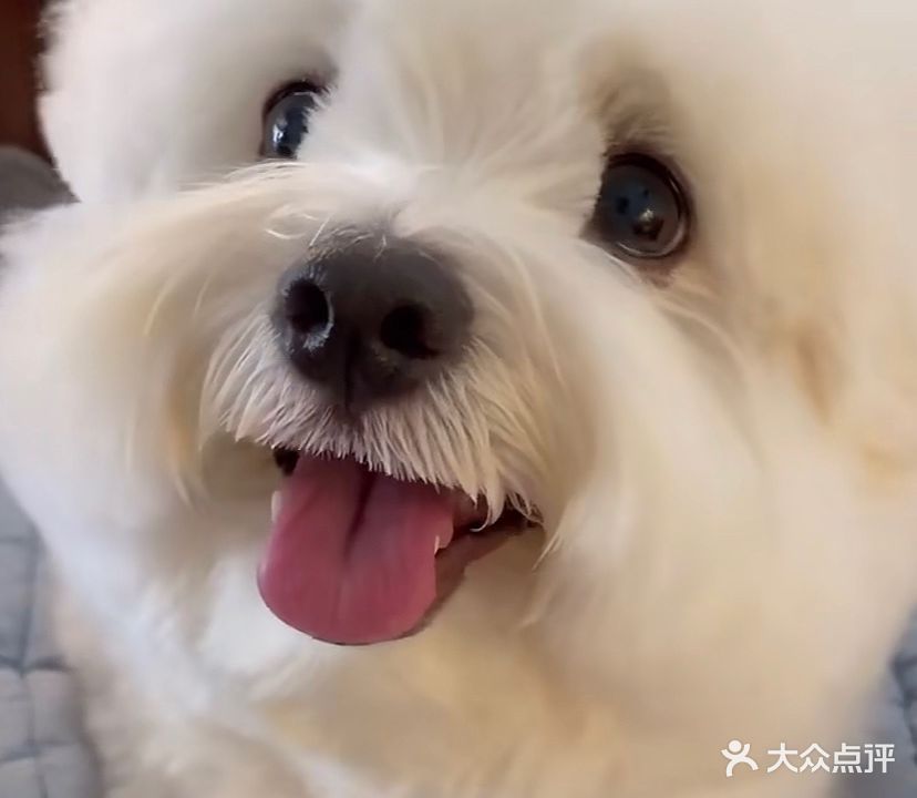 麦甜犬舍