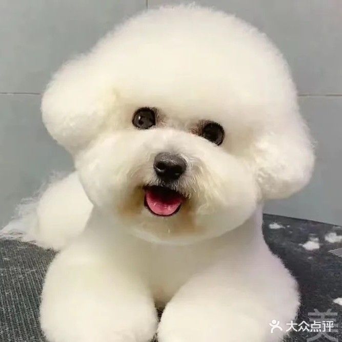 心宝宠物