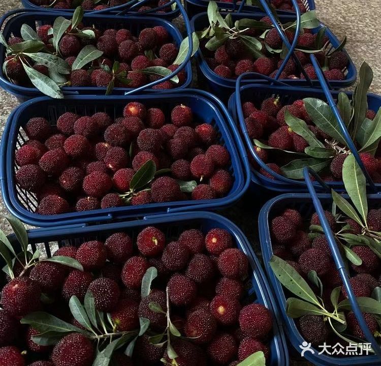 兰溪杨梅采摘园