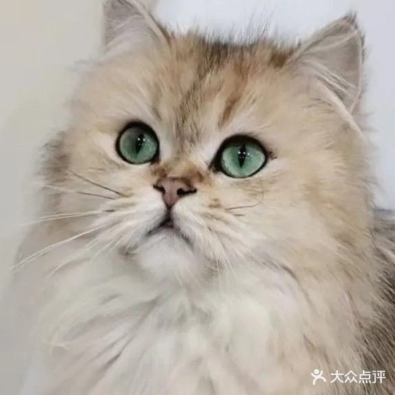 呼噜宠物猫咖(光达花园店)