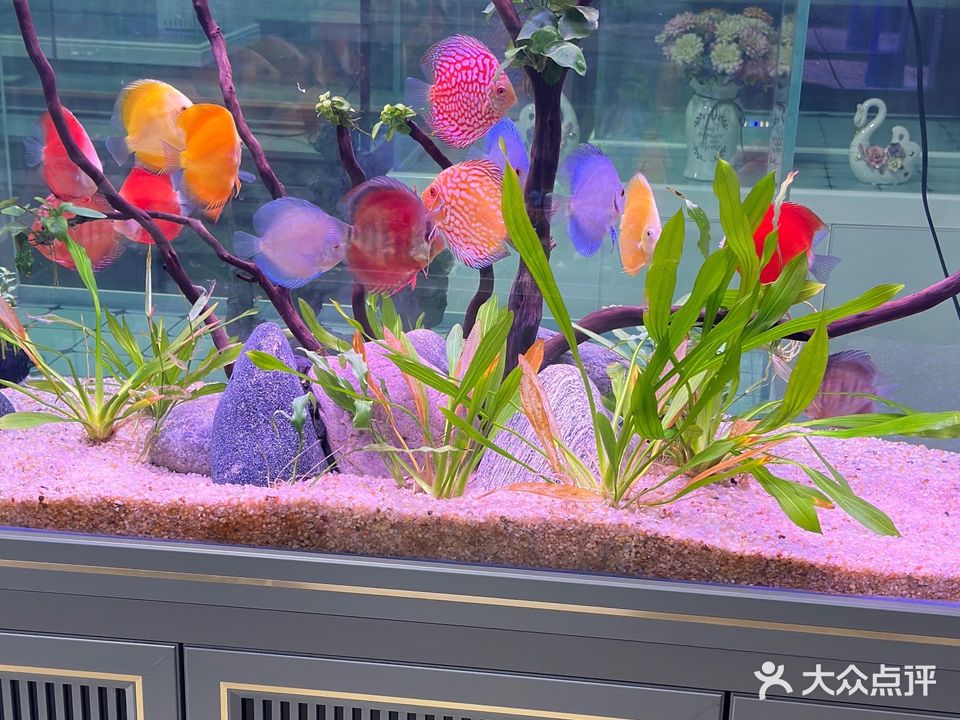 四季花卉水族