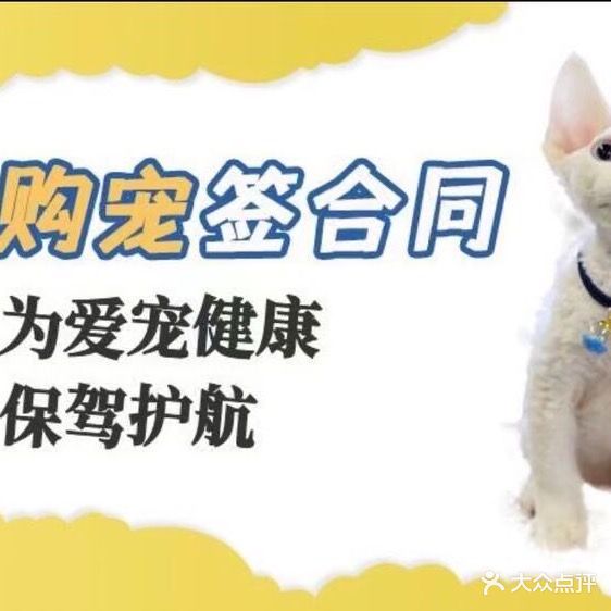 娜大宠物