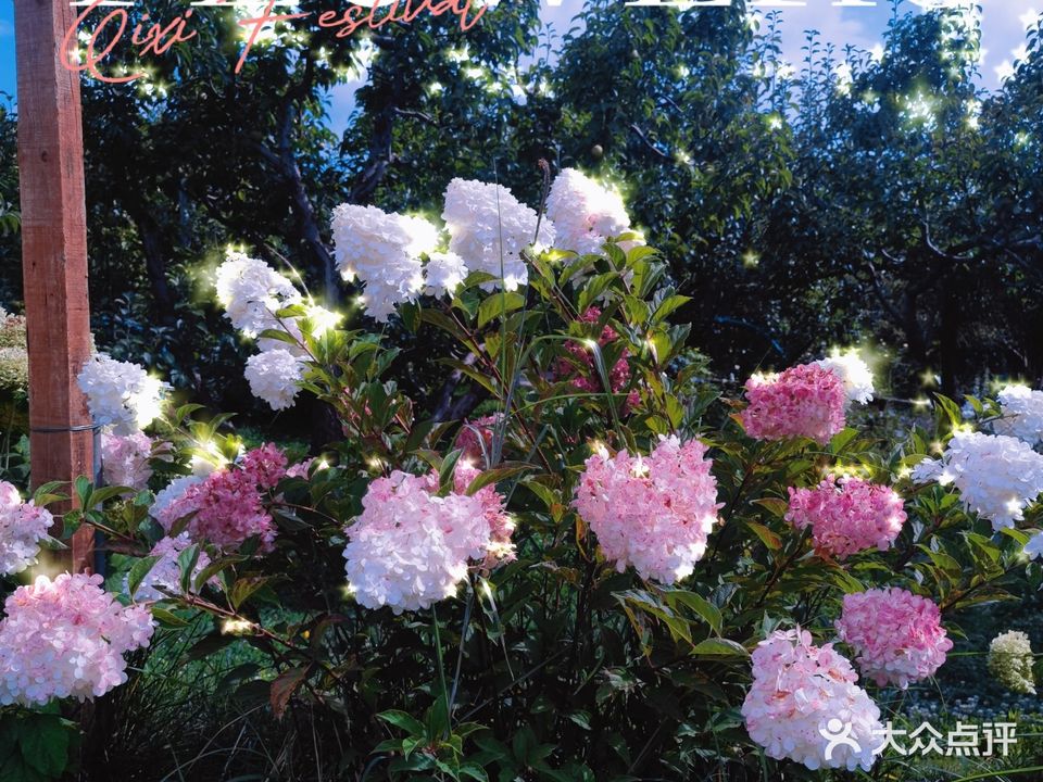 学成花缘