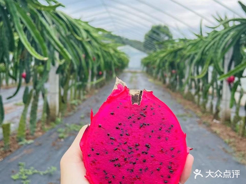 十里田间蒙古包烤全羊(草莓采摘店)