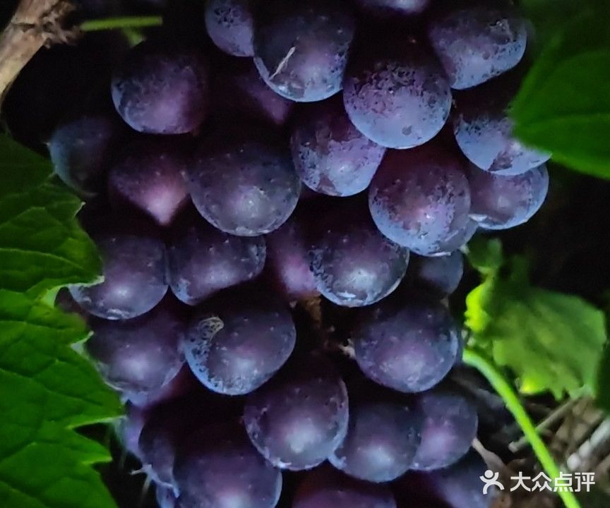 忘不了草莓园