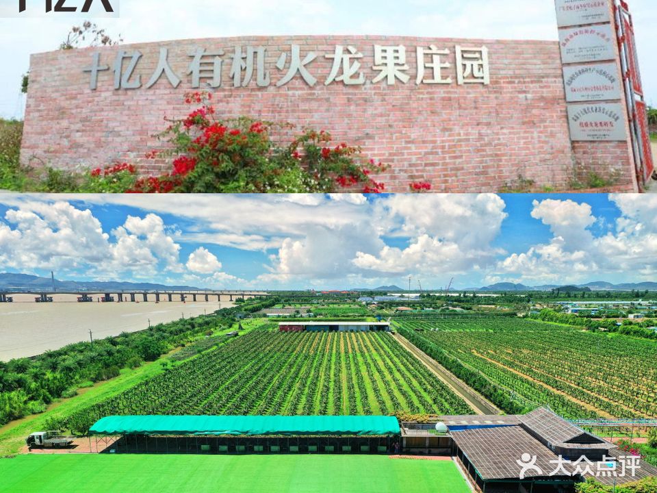 十亿人有机火龙果庄园