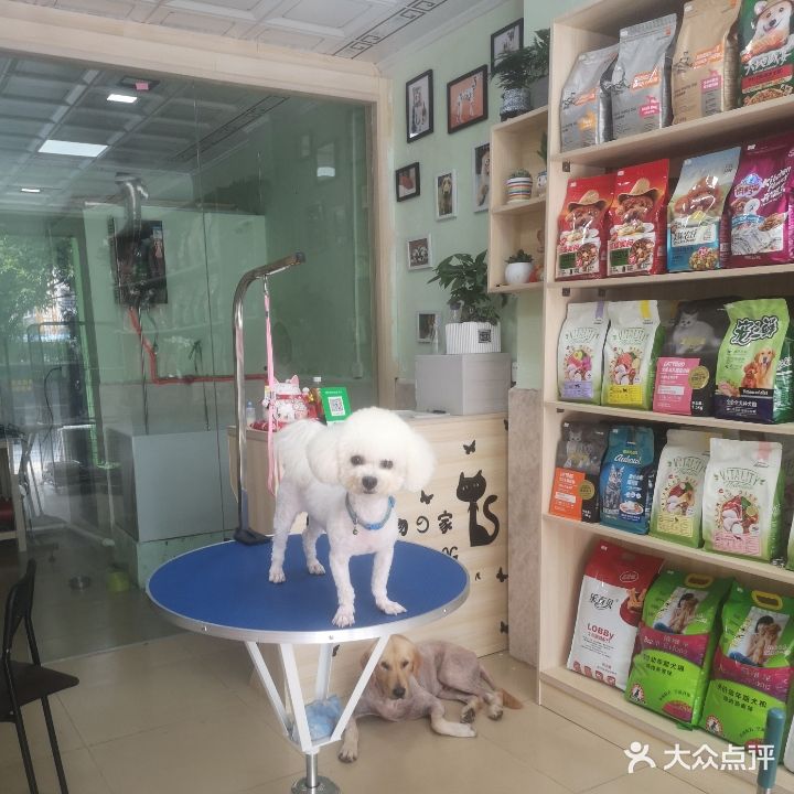 大白宠物