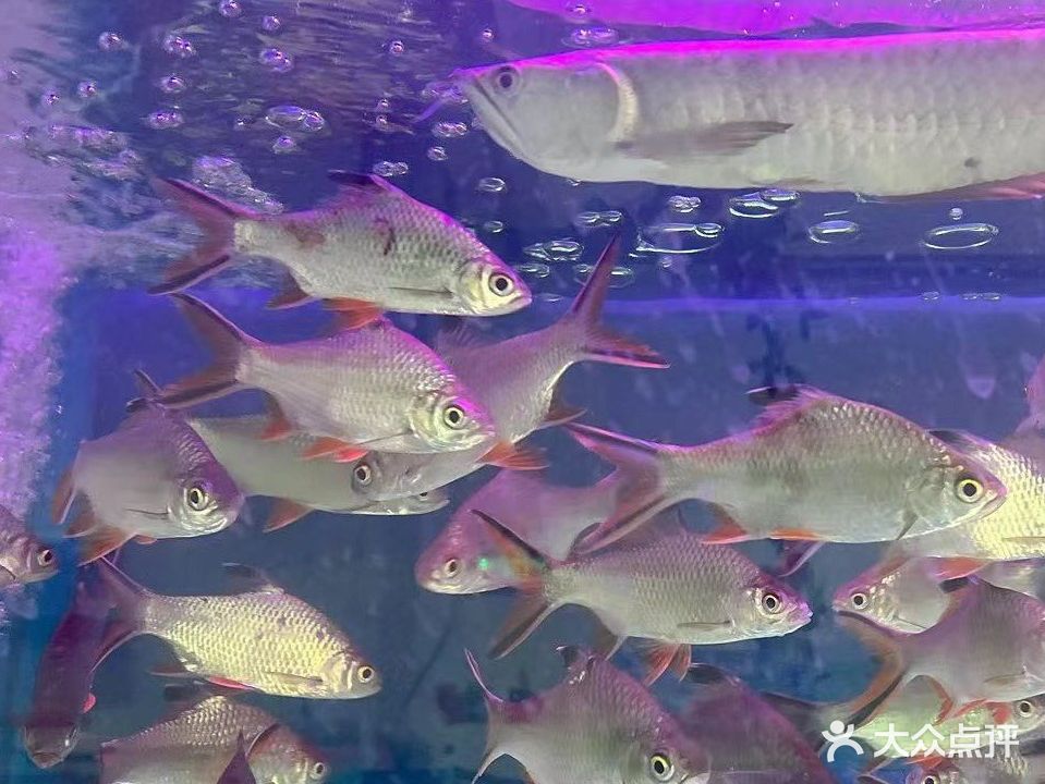 开心宠物水族馆(二店)