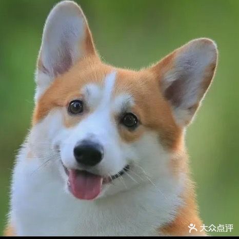 旺旺犬舍直营宠物店