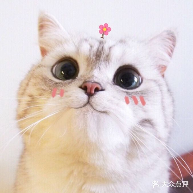 月间台的猫