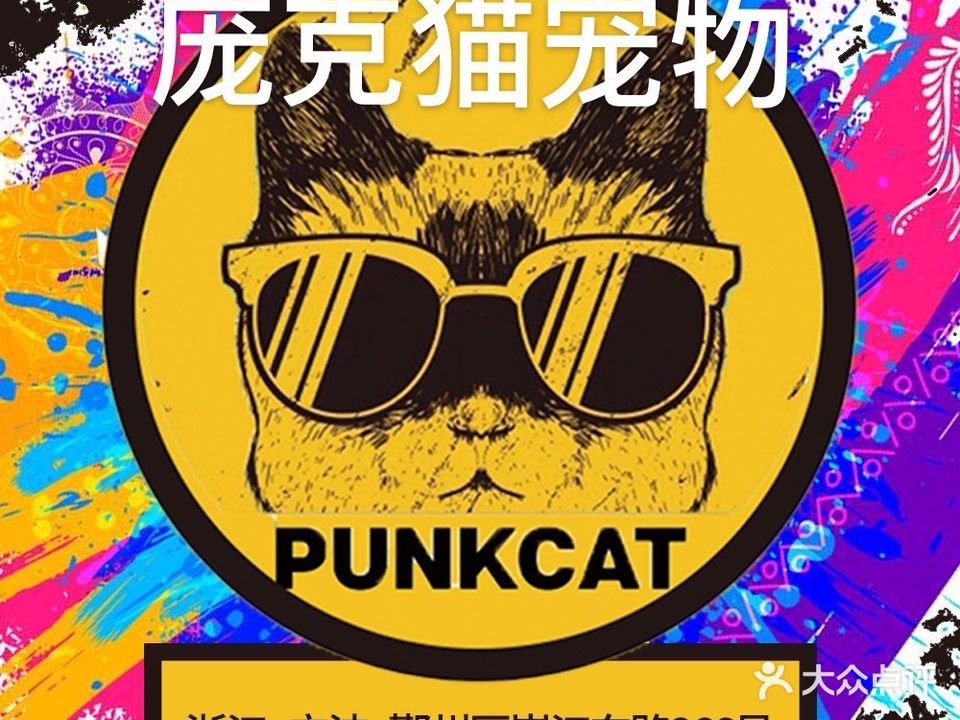 庞克猫宠物