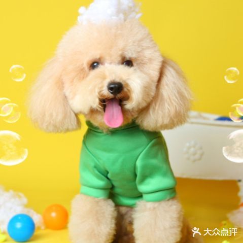 狗仔队宠物