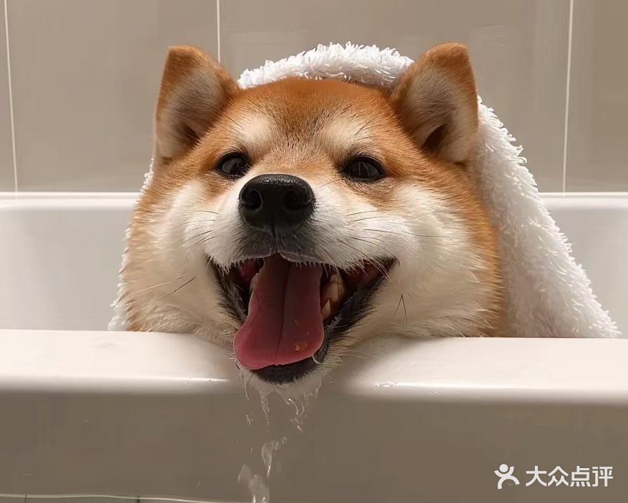 赛希豆宠物店