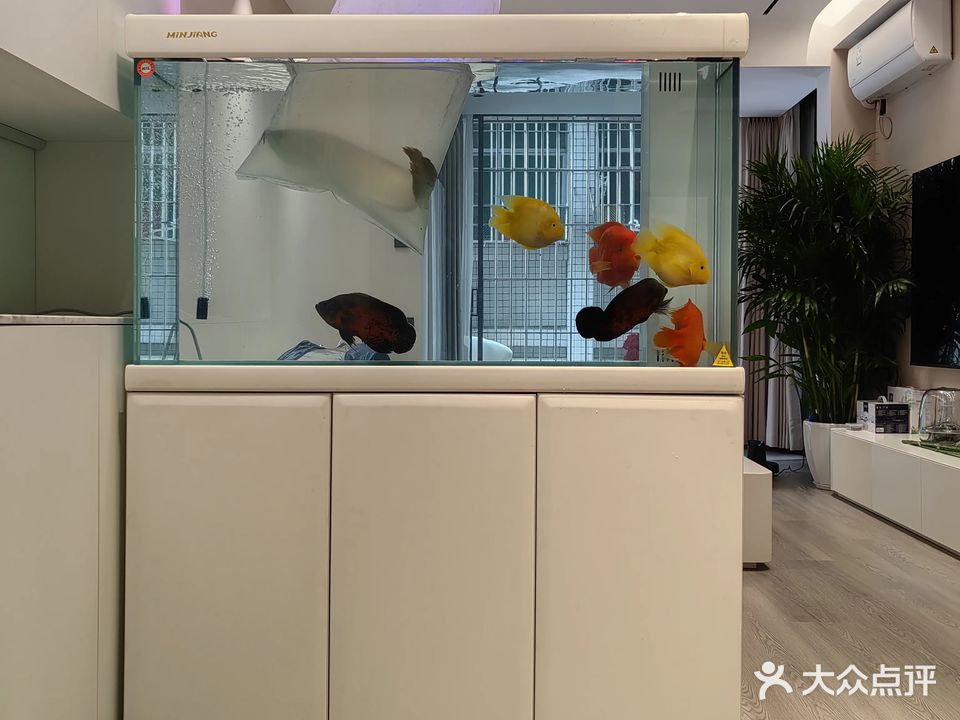 鸿毅水族(龙华店)