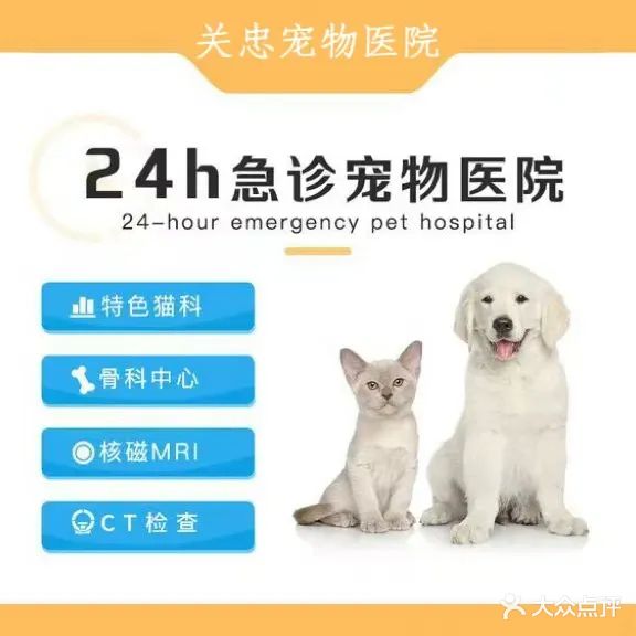 关忠宠物医院24小时CT转诊中心
