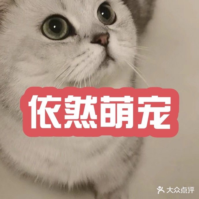 依然萌宠