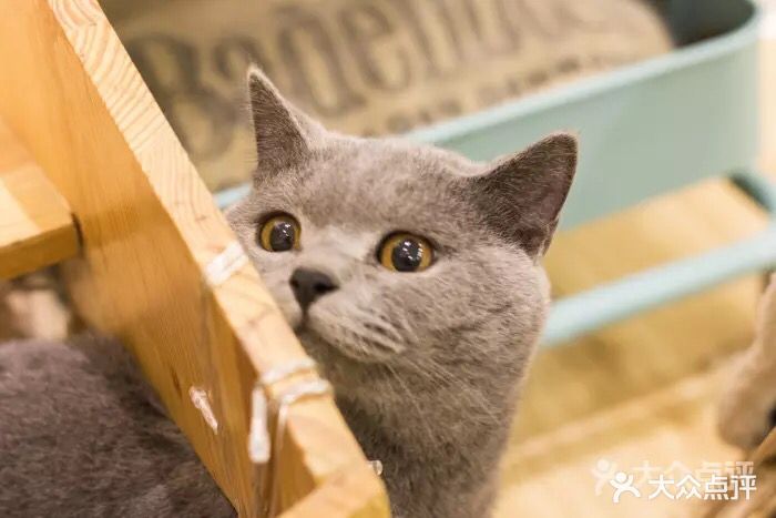 食嘢猫屋猫咖猫舍