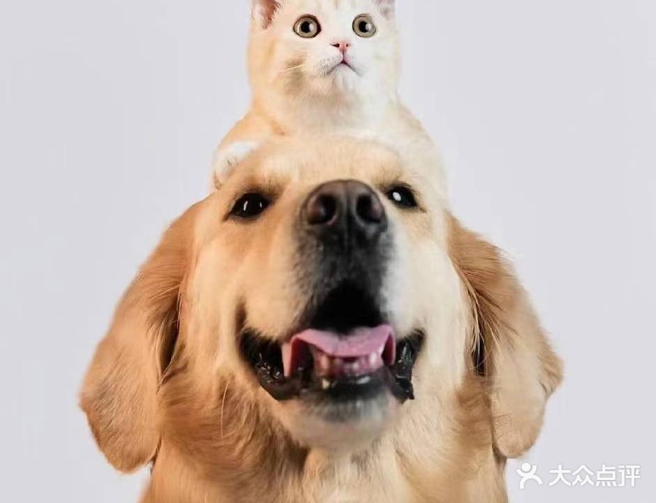 莱德宠物诊所