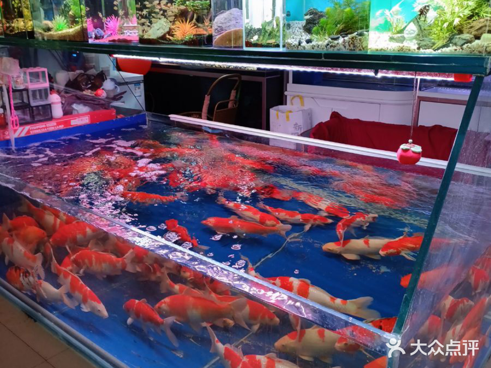 佳潞水族(凤起花鸟市场店)