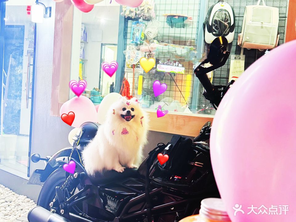 馒公子宠物馆