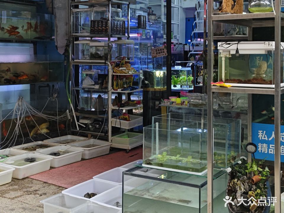 迪顺水族(柏庐南路)