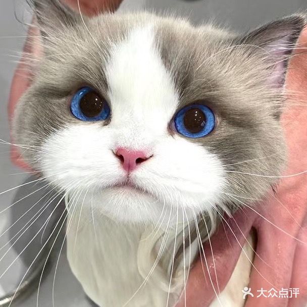 宠艺宠物