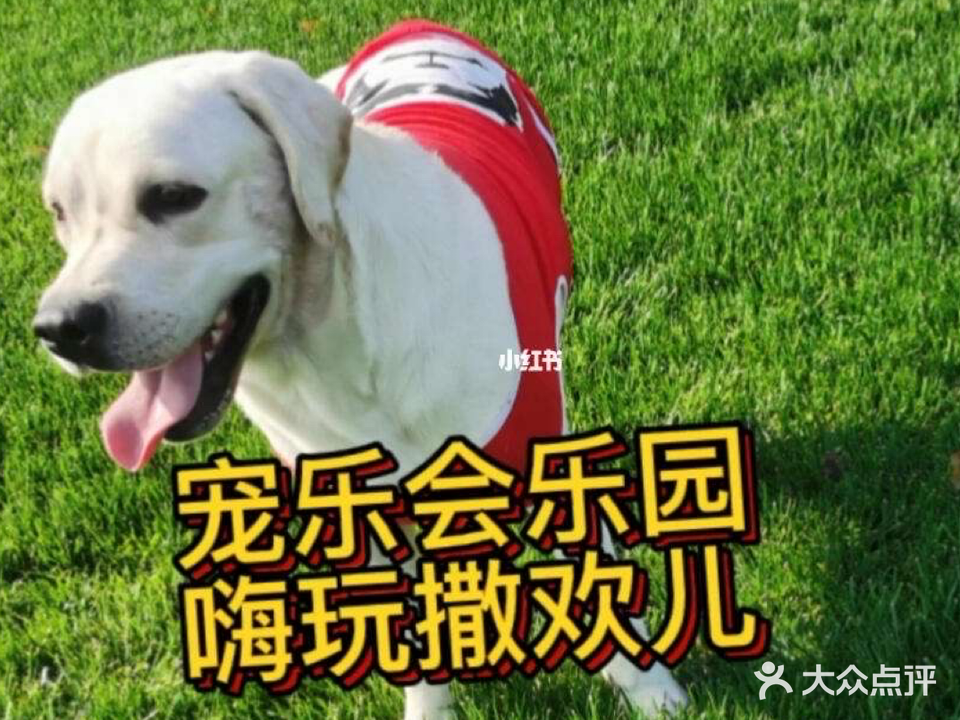 宠乐宠物店