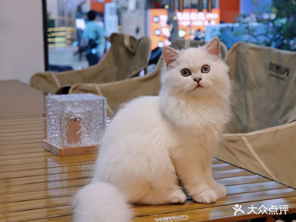 怡海小酒馆·猫咖