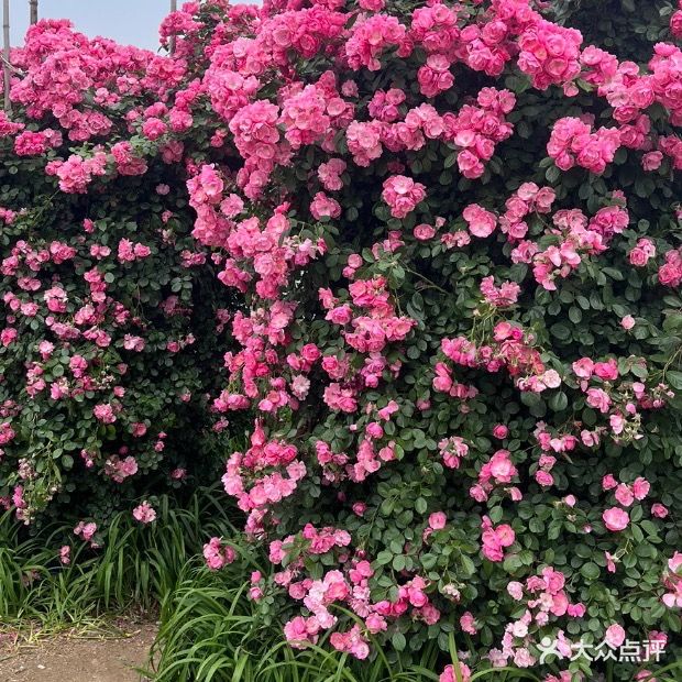 苗系芳颜专业祛痘(卜府巷店)