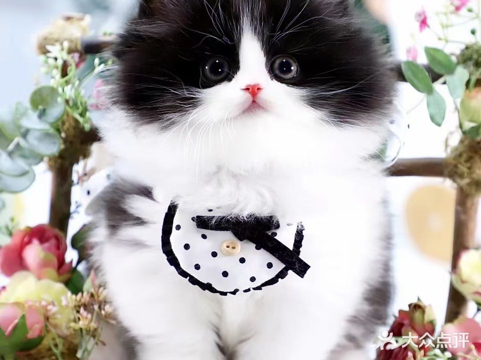 仙颜名猫馆猫咖