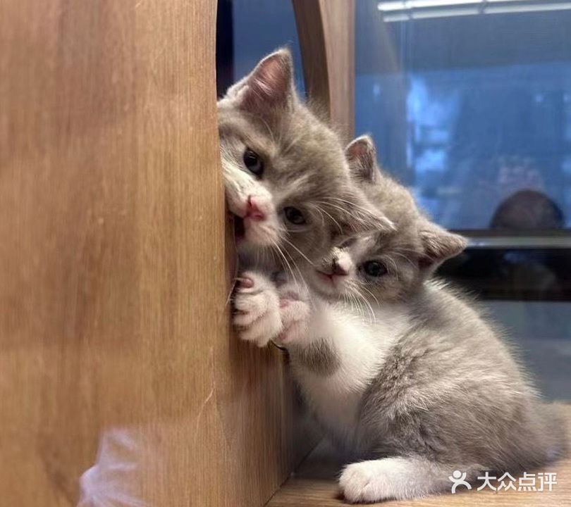 独宠宠物生活馆