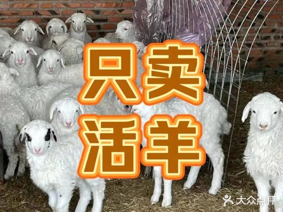 炒虾大师烤全羊羊李子火锅(怡景路店)