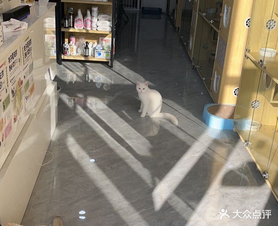 它喵的猫屋
